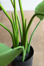 Belle plante artificielle Ravenala