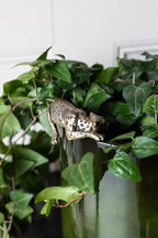 Ornement en bronze antique représentant un léopard allongé